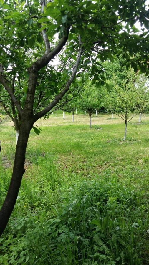 Pensiunea Dodo Patarlagele Buitenkant foto